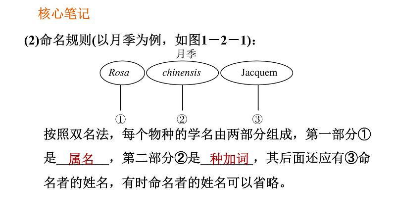 人教版八年级上册生物习题课件 第6单元 第1章 1.2 从种到界06