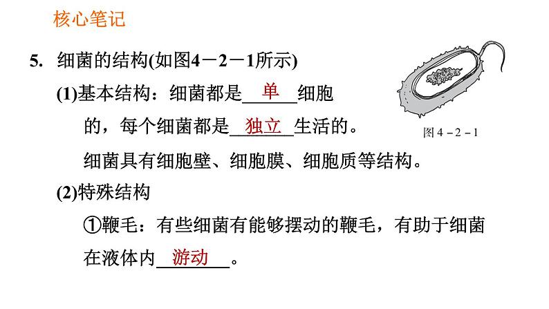 人教版八年级上册生物第5单元 第4章  习题课件06