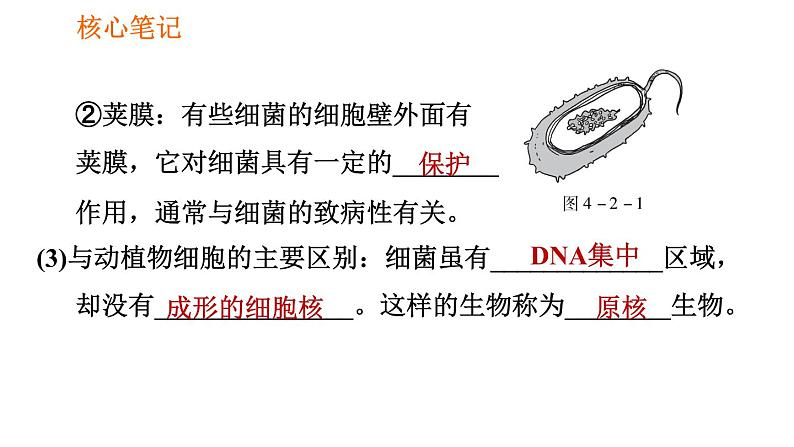 人教版八年级上册生物第5单元 第4章  习题课件07