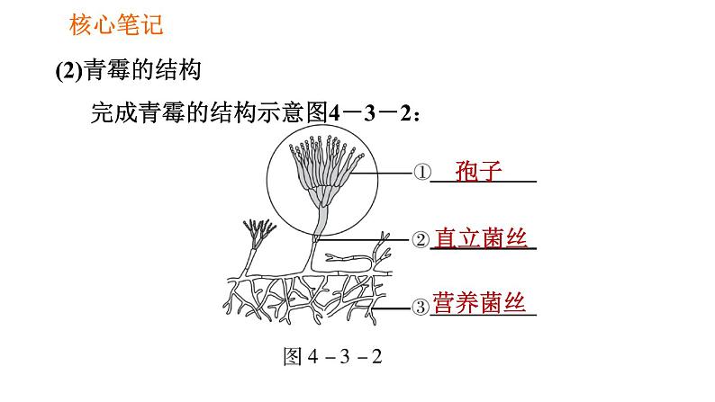 人教版八年级上册生物第5单元 第4章 习题课件06