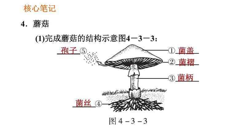 人教版八年级上册生物第5单元 第4章 习题课件08