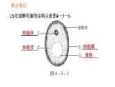 人教版八年级上册生物习题课件第5单元 第4章 4.3 真菌