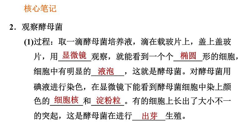 人教版八年级上册生物习题课件第5单元 第4章  4.3 真菌第3页