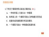 人教版八年级上册生物习题课件第5单元 第5章 阶段综合训练  微生物