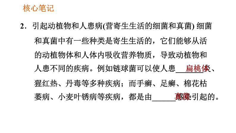 人教版八年级上册生物习题课件第5单元 第4章  4.4 细菌和真菌在自然界中的作用03