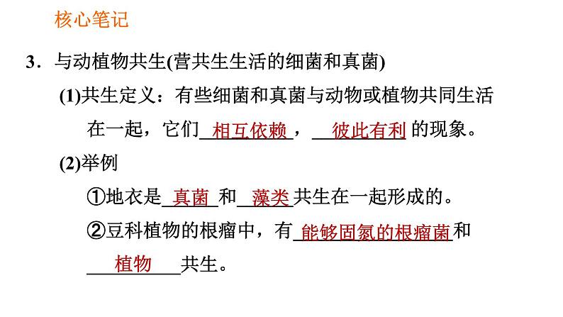 人教版八年级上册生物习题课件第5单元 第4章  4.4 细菌和真菌在自然界中的作用04
