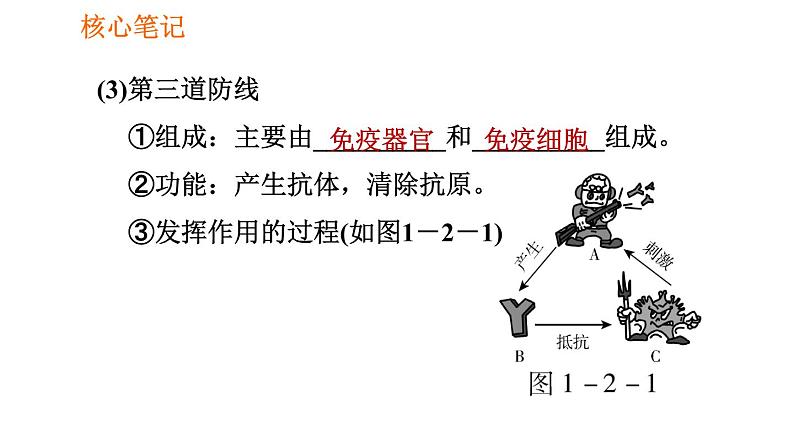 人教版八年级下册生物习题课件 第8单元 8.1.2.1 人体的三道防线、免疫的功能第4页