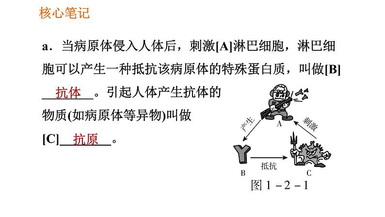 人教版八年级下册生物习题课件 第8单元 8.1.2.1 人体的三道防线、免疫的功能第5页