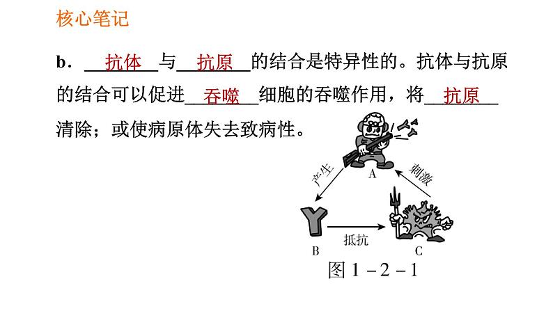 人教版八年级下册生物习题课件 第8单元 8.1.2.1 人体的三道防线、免疫的功能第6页