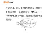 人教版八年级下册生物习题课件 第7单元 第二章巩固强化复习