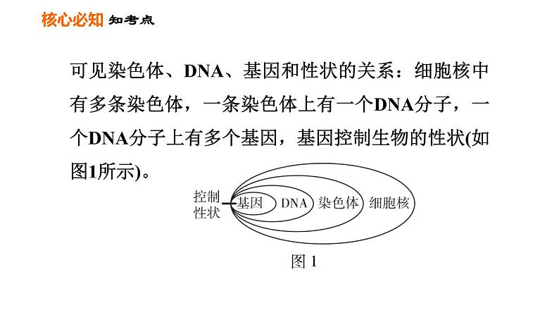 人教版八年级下册生物习题课件 第7单元 第二章巩固强化复习第4页