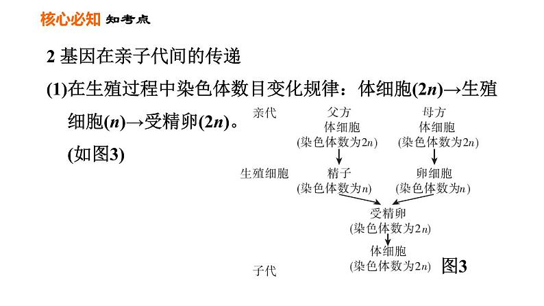 人教版八年级下册生物习题课件 第7单元 第二章巩固强化复习第5页