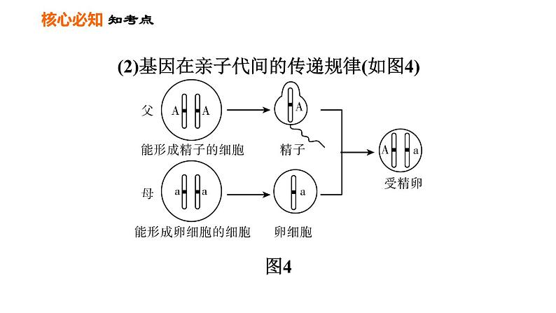 人教版八年级下册生物习题课件 第7单元 第二章巩固强化复习第6页