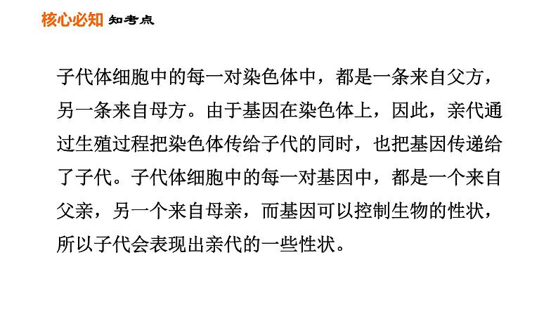 人教版八年级下册生物习题课件 第7单元 第二章巩固强化复习第7页