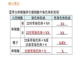 人教版八年级下册生物习题课件 第7单元 7.2.4 人的性别遗传