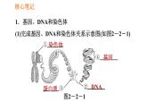 人教版八年级下册生物习题课件 第7单元 7.2.2 基因在亲子代间的传递
