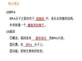人教版八年级下册生物习题课件 第7单元 7.2.2 基因在亲子代间的传递
