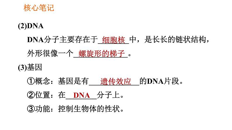 人教版八年级下册生物习题课件 第7单元 7.2.2 基因在亲子代间的传递第3页