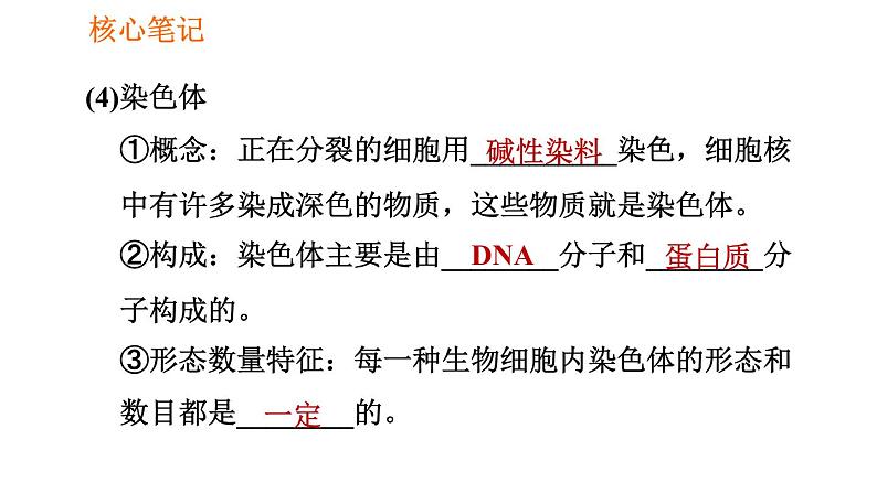 人教版八年级下册生物习题课件 第7单元 7.2.2 基因在亲子代间的传递第4页