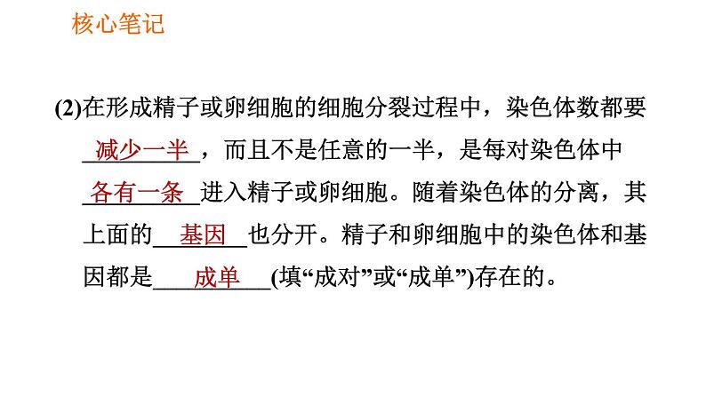 人教版八年级下册生物习题课件 第7单元 7.2.2 基因在亲子代间的传递第7页