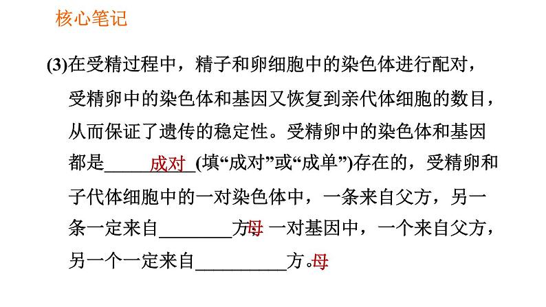 人教版八年级下册生物习题课件 第7单元 7.2.2 基因在亲子代间的传递第8页