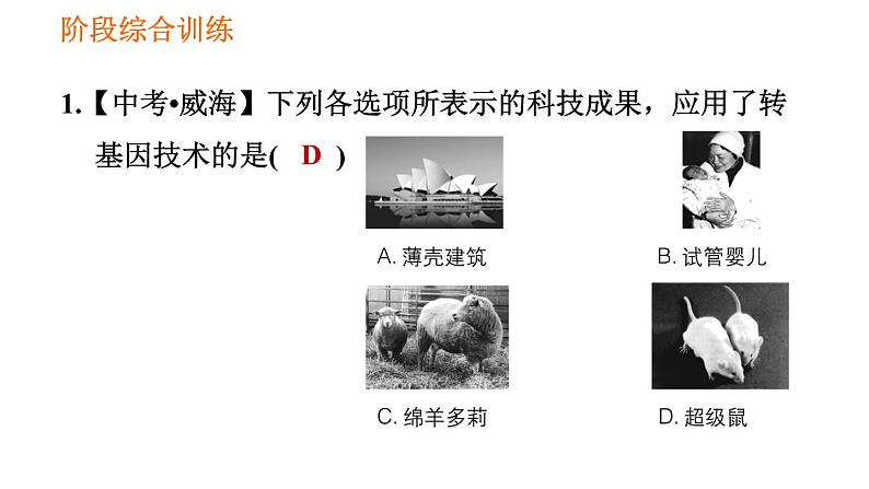 人教版八年级下册生物习题课件 第7单元 阶段综合训练 生物的遗传第3页