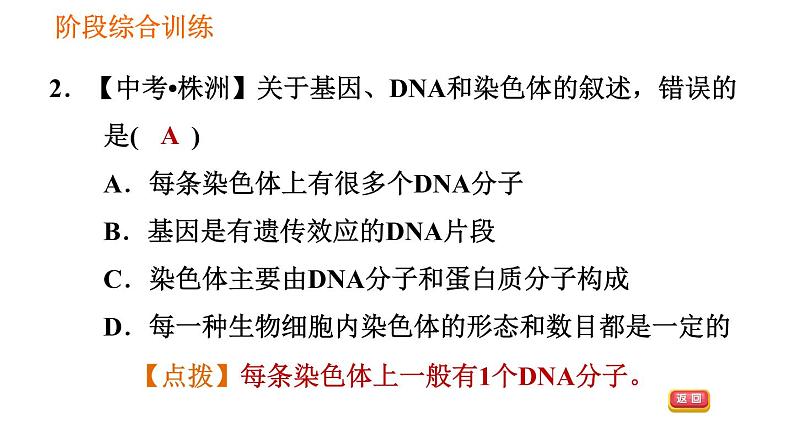 人教版八年级下册生物习题课件 第7单元 阶段综合训练 生物的遗传第5页