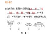 人教版八年级下册生物习题课件 第7单元 7.1.2 昆虫的生殖和发育