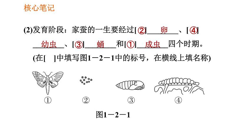 人教版八年级下册生物习题课件 第7单元 7.1.2 昆虫的生殖和发育03