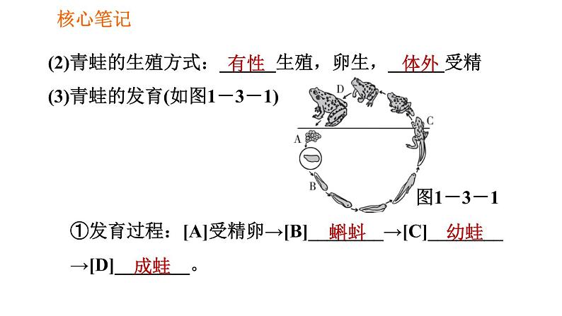 人教版八年级下册生物习题课件 第7单元 7.1.3 两栖动物的生殖和发育03