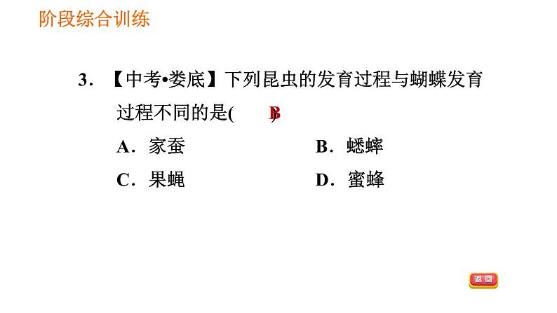 人教版八年级下册生物习题课件 第7单元 阶段综合训练 生物的生殖和发育06