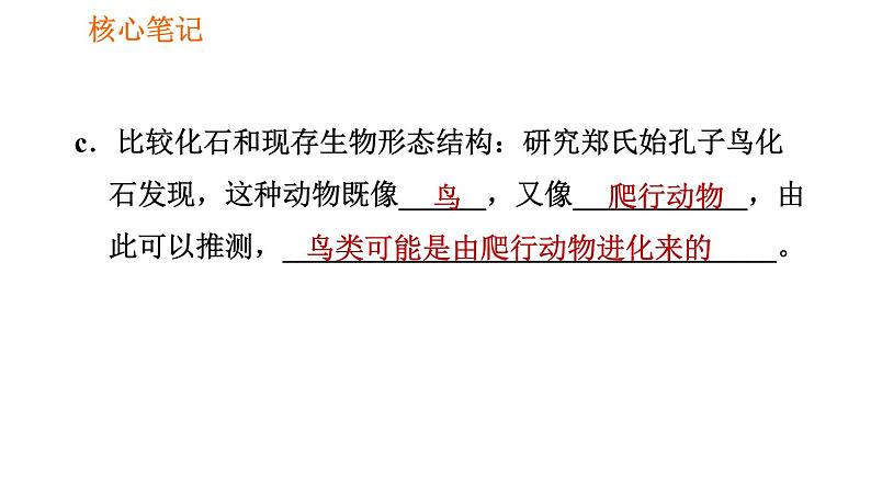 人教版八年级下册生物习题课件 第7单元 7.3.2 生物进化的历程04