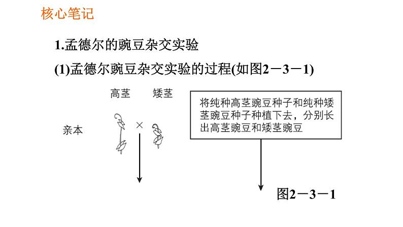 人教版八年级下册生物习题课件 第7单元 7.2.3 基因的显性和隐性第2页