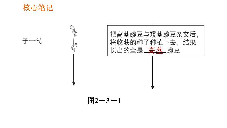 人教版八年级下册生物习题课件 第7单元 7.2.3 基因的显性和隐性第3页