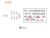 人教版八年级下册生物习题课件 第7单元 7.2.3 基因的显性和隐性
