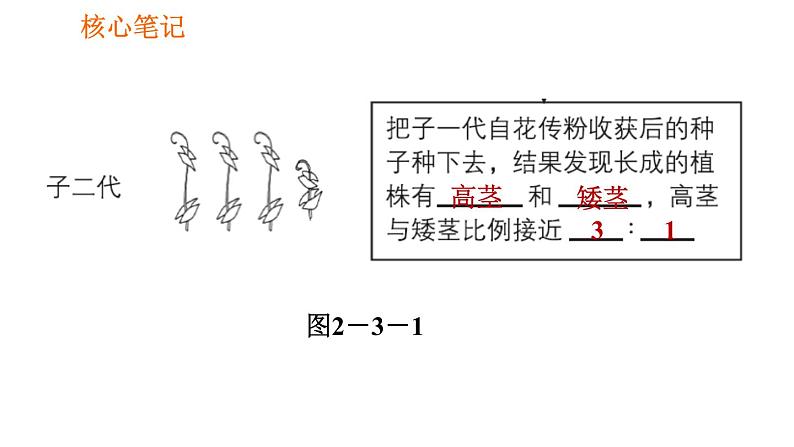 人教版八年级下册生物习题课件 第7单元 7.2.3 基因的显性和隐性第4页