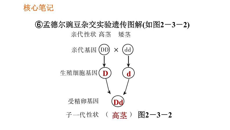 人教版八年级下册生物习题课件 第7单元 7.2.3 基因的显性和隐性第7页