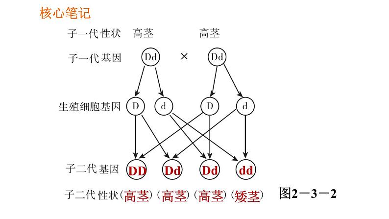 人教版八年级下册生物习题课件 第7单元 7.2.3 基因的显性和隐性第8页