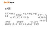 人教版八年级下册生物习题课件 第7单元 第三章巩固强化复习