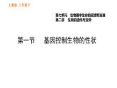 人教版八年级下册生物习题课件 第7单元 7.2.1 基因控制生物的性状