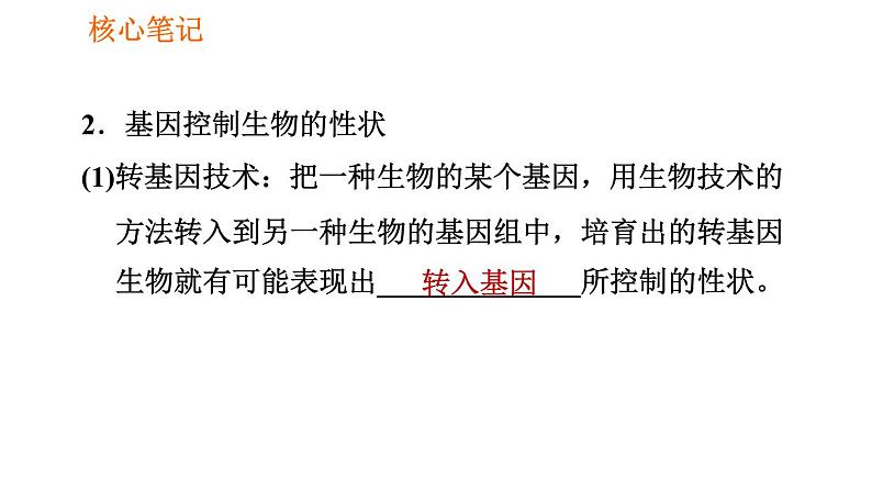 人教版八年级下册生物习题课件 第7单元 7.2.1 基因控制生物的性状第5页