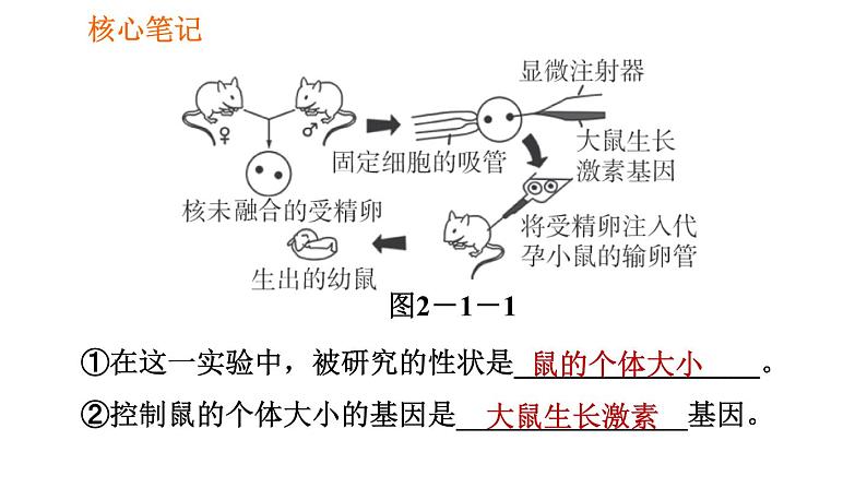 人教版八年级下册生物习题课件 第7单元 7.2.1 基因控制生物的性状第7页