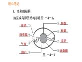 人教版八年级下册生物习题课件 第7单元 7.1.4 鸟的生殖和发育