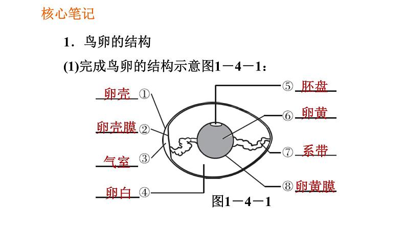 人教版八年级下册生物习题课件 第7单元 7.1.4 鸟的生殖和发育02