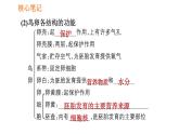 人教版八年级下册生物习题课件 第7单元 7.1.4 鸟的生殖和发育