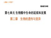 人教版八年级下册生物习题课件 期末复习冲刺 第七单元 第二章 生物的遗传与变异