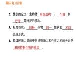 人教版八年级下册生物习题课件 期末复习冲刺 第七单元 第二章 生物的遗传与变异