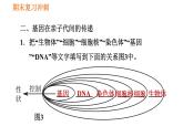 人教版八年级下册生物习题课件 期末复习冲刺 第七单元 第二章 生物的遗传与变异