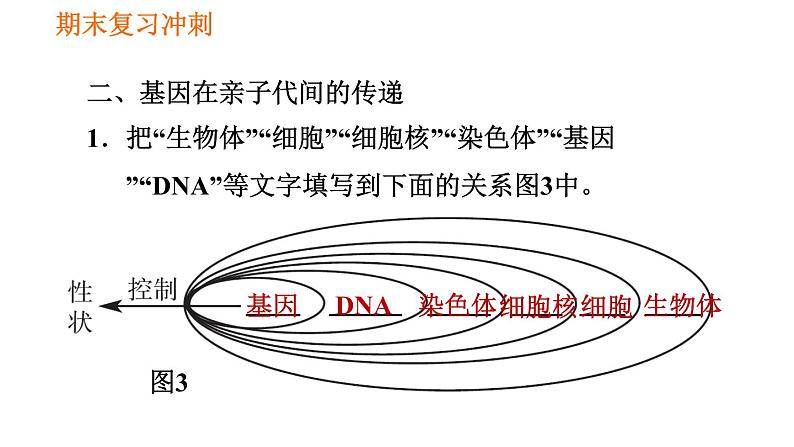 人教版八年级下册生物习题课件 期末复习冲刺 第七单元 第二章 生物的遗传与变异05