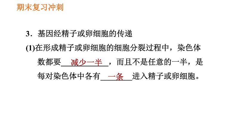 人教版八年级下册生物习题课件 期末复习冲刺 第七单元 第二章 生物的遗传与变异07